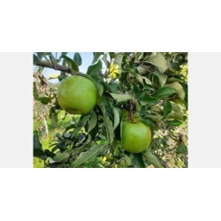 Granny smith
