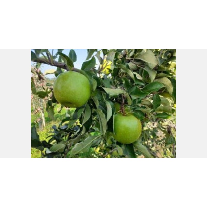 Granny smith Granny smith