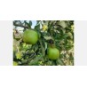 Granny smith
