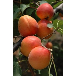 PALUMMELLA