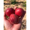 ROSSO
