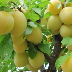 GOCCIA D'ORO