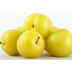 goccia d'oro