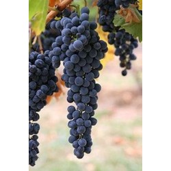 negroamaro