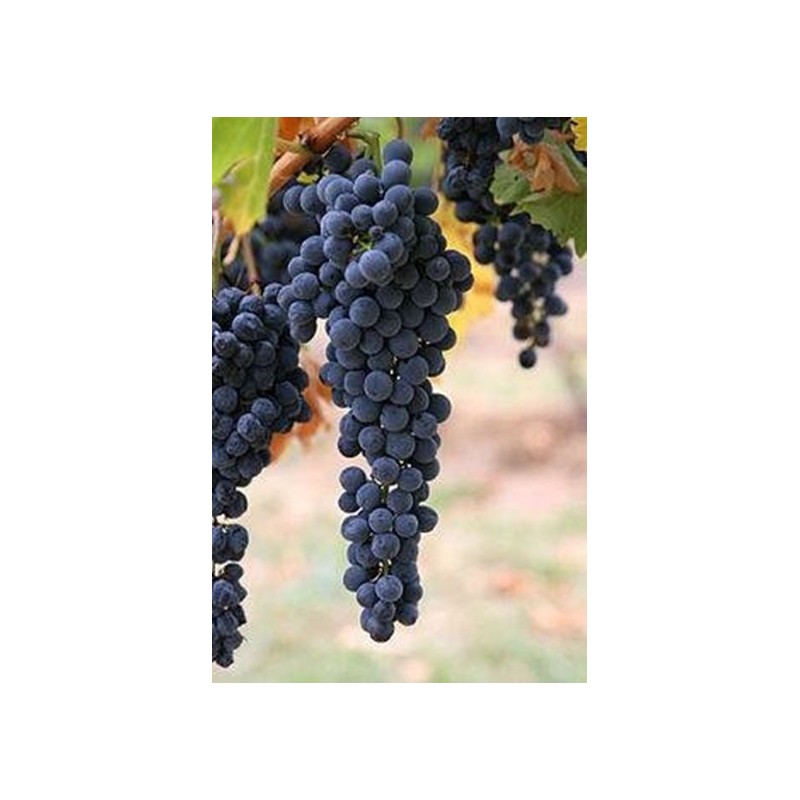 negroamaro