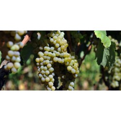 fiano minutolo