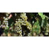 fiano minutolo
