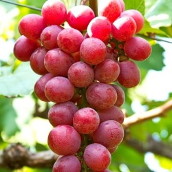 Apirena rossa