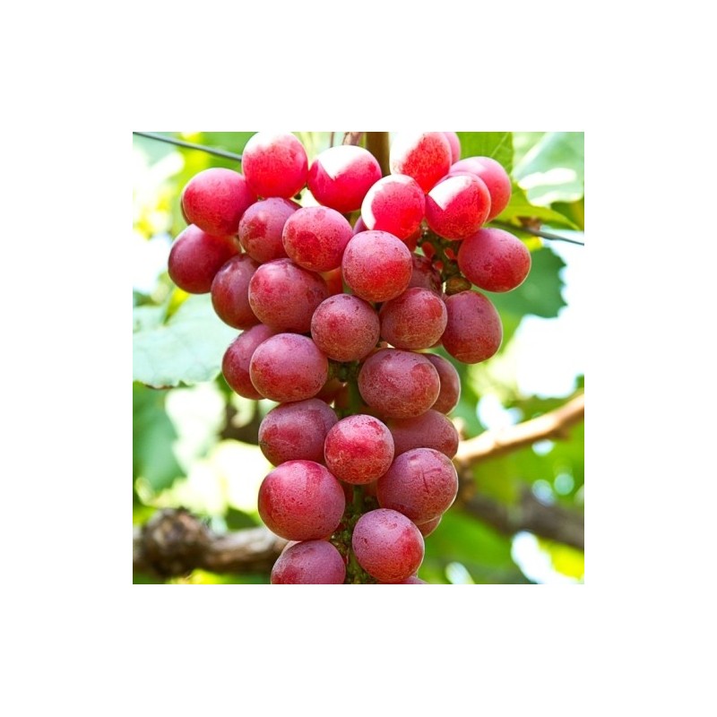 Apirena rossa