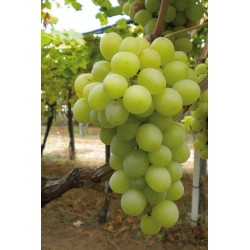 baresana