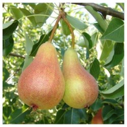 bella di giugno