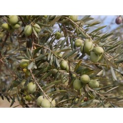 picholine