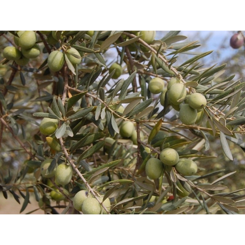 picholine