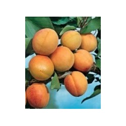 cibo del paradiso