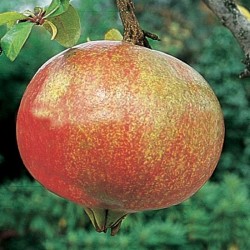 dente di cavallo