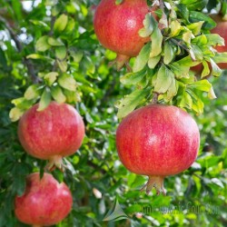 parfianka