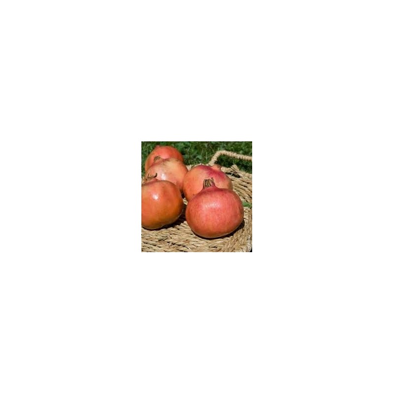 rouge de gabès