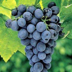 moscato d'amburgo