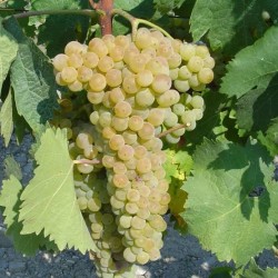trebbiano