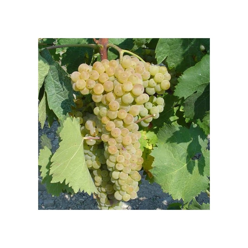 trebbiano
