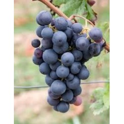 uva di troia