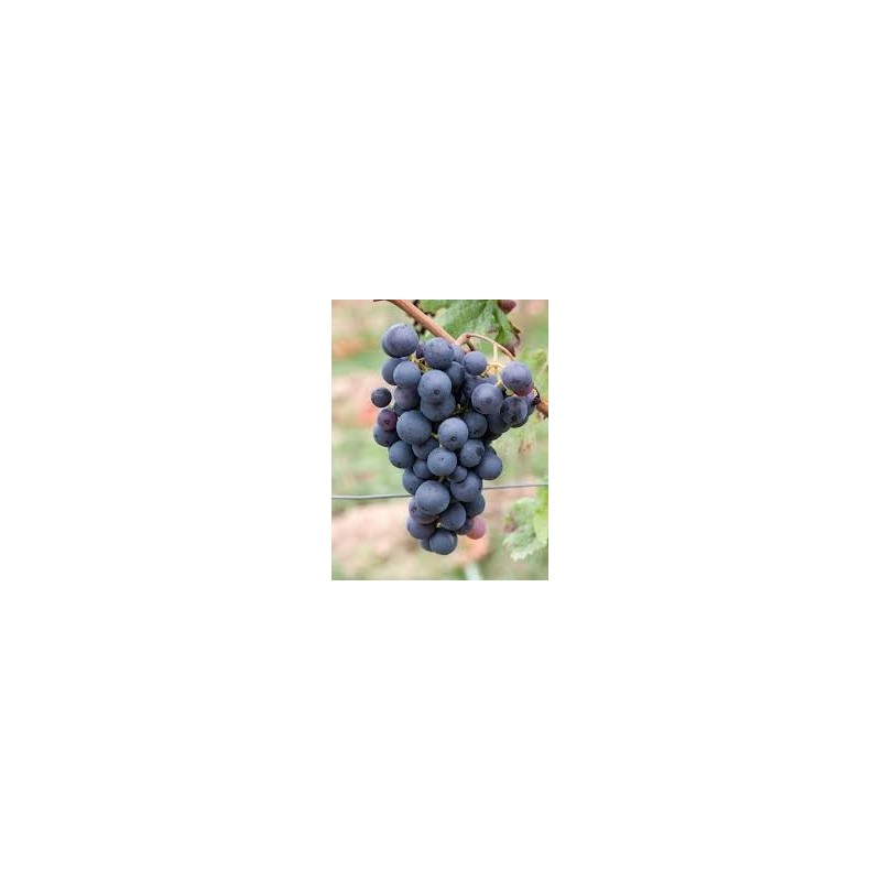 uva di troia