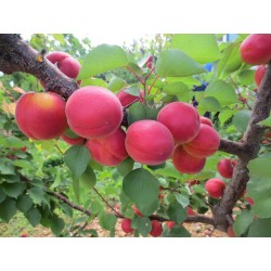 BOCCUCCIA
