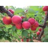 BOCCUCCIA