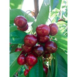 DURONE III