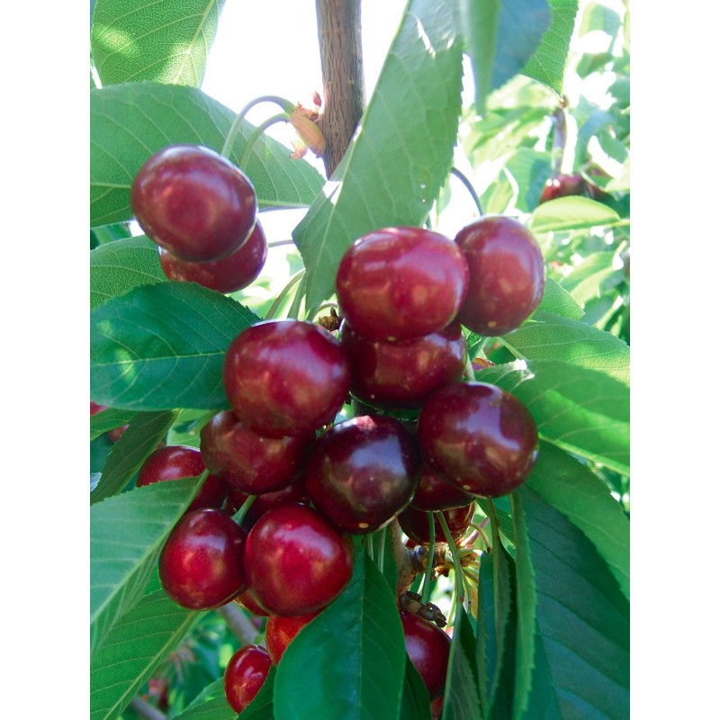 DURONE III