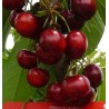 DURONE III