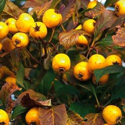 AZZERUOLO GIALLO