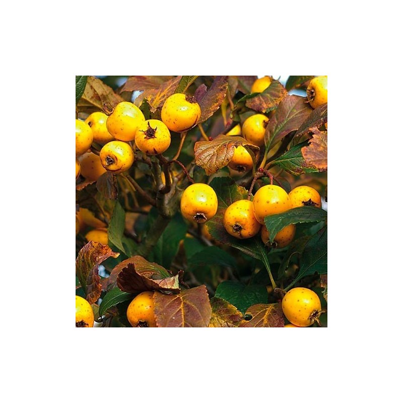AZZERUOLO GIALLO AZZERUOLO GIALLO