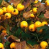 AZZERUOLO GIALLO