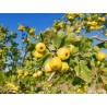 AZZERUOLO GIALLO