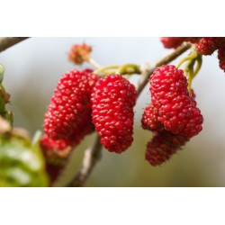 GELSO ROSSO