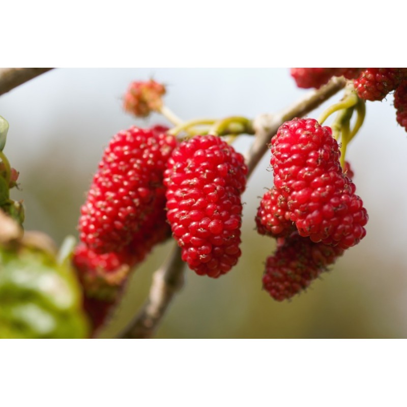 GELSO ROSSO GELSO ROSSO
