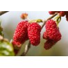 GELSO ROSSO