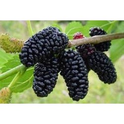 GELSO NERO ANTICO (SPORCAMANI)