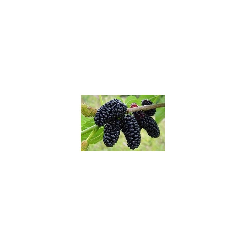 GELSO NERO ANTICO (SPORCAMANI)