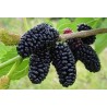 GELSO NERO ANTICO (SPORCAMANI)