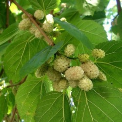 GELSO BIANCO
