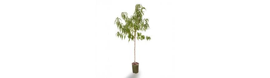 percoco