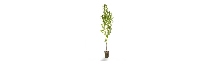 nettarina