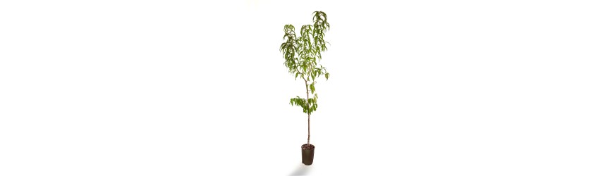 platicarpa