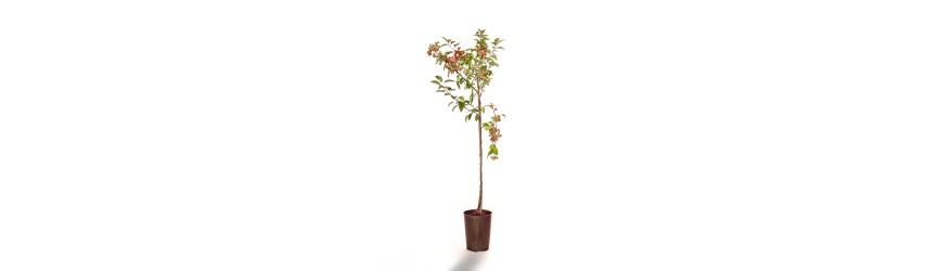 Melo da fiore