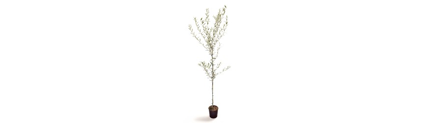 OLIVO