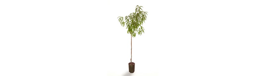 nettarina piatta